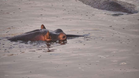 A hippopotamus swims in its natural habitat, immersing the body in water and sticking out only part...