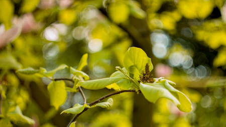 Young spring bruneck begins to grow on a branch with green leaves, closeupの写真素材