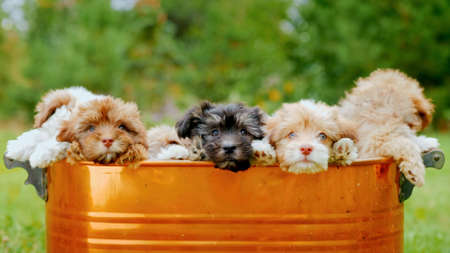 A brown metal trough from which many cute Shih-Poo dog puppies peepの写真素材