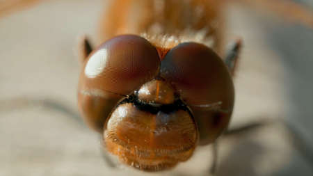 Macro close-up on the head of a brown dragonflyの写真素材