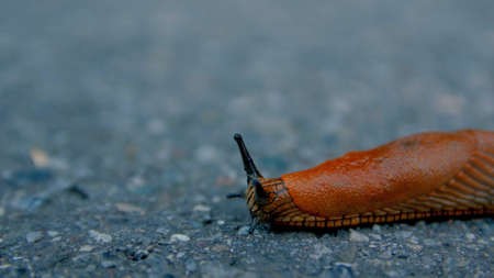 Crawling slug on the road asphalt macro shallow depth of field closeup brown orangeの写真素材