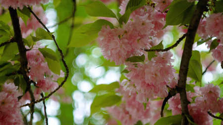 Pink cherry flowers on a tree in spring, close-up on a background of green leaves