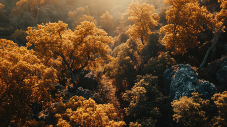 Autumn landscape with yellow forest and fog in the mountains at sunsetの素材