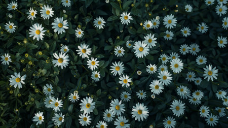 White daisies in the garden. Selective focus. Nature.の素材