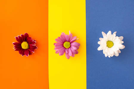 Red, pink and white blossom, arranged horizontal on bright yellow and blue and orange background. minimal flatlay conceptの写真素材