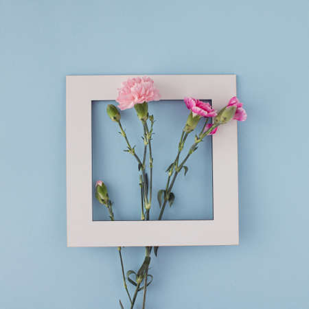 Romantic Spring flower arrangement with  pink carnation and white frame on a pastel blue background. Minimal concept. flat lay.の写真素材