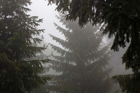 Peaceful foggy morning, pine tree woods on mountain. Tree silhouettes on rainy morning. Simple...