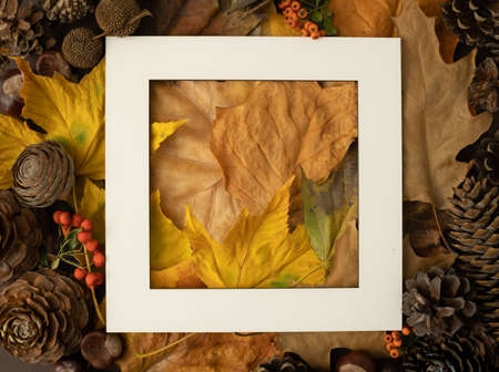 Autumn seasonal creative arrangement, with various colorful, gold, yellow, orange fall leaves, chestnuts and pine cones. Autumn elegant copy space on chocolate brown background.の写真素材