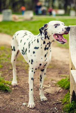 Dalmatian dog at the parkの写真素材