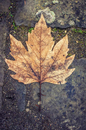 Grungy and rough leaf on asphaltの写真素材