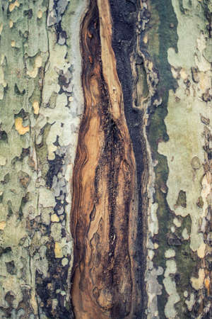 grungy cracked natural tree textureの写真素材