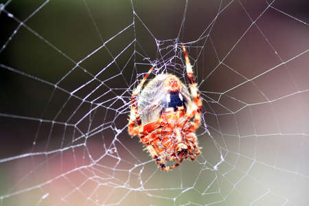Spider