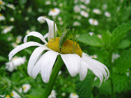 Grasshopper sitting on a camomile in gardenの写真素材