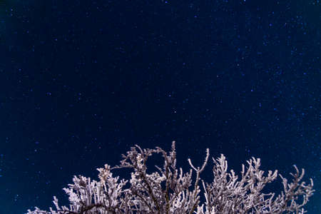 Beautiful blue star sky through frozen tree top. Russia, Stary Krym.の写真素材
