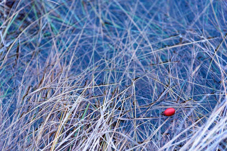 Red dog rose berry lies in water with grass.の写真素材