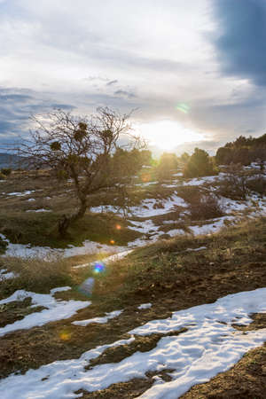 Sunny winter landscape with a bent tree and lens flare. Russia, Stary Krym.の写真素材