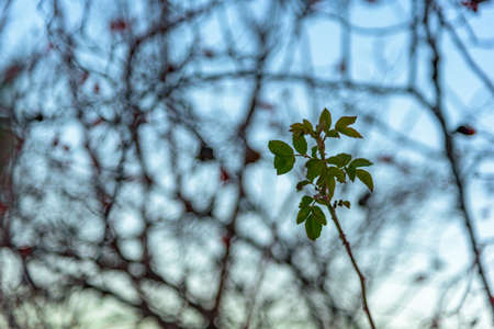 Lonely wild rose branch with green leaves on a blurred background. Russia, Stary Krym.の写真素材