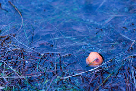 Yellow apple lies in water with grass. Selective focus.の写真素材