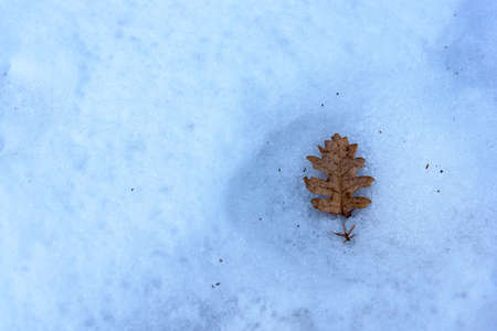 Oak leaf lies on snowの写真素材