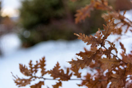 Oak leaves close up