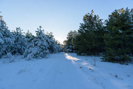 Sunset in the wood between the trees strains in winter periodの写真素材