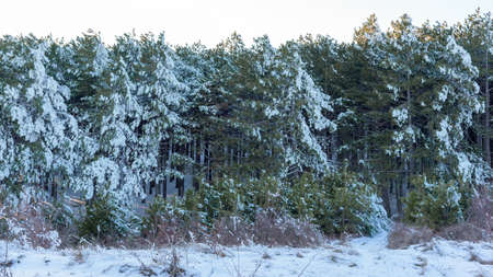 pine forest, winter in Crimeaの写真素材