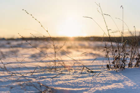 dry grass and winter sunsetの写真素材