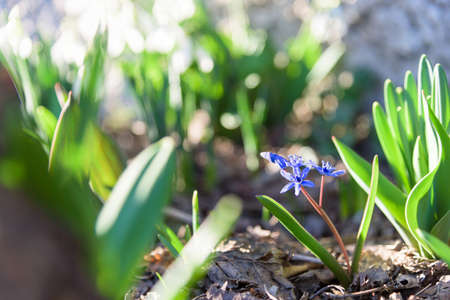Bluebell in sunshine