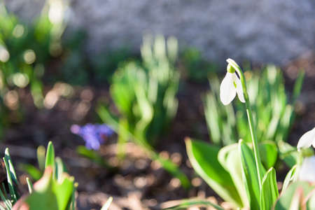 Snowdrop spring flowersの写真素材
