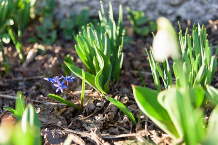 Bluebell in sunshine