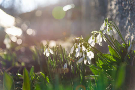 Snowdrop spring flowers in sunshineの写真素材