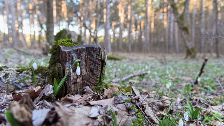 Snowdrop spring flower near trunkの写真素材