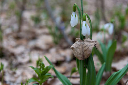 Snowdrop spring flowers in leafの写真素材