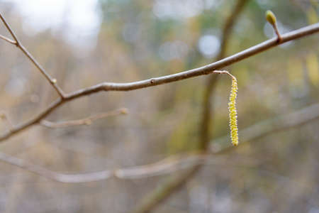 Birch earrings close-upの写真素材