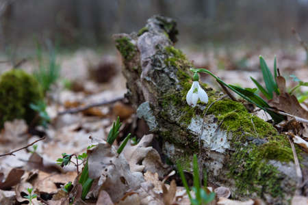 Snowdrop spring flower and tree trunkの写真素材