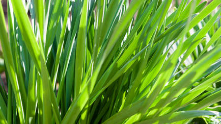 green leavesの写真素材