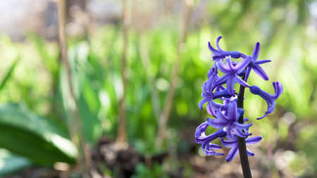 hyacinths blue closeupの写真素材