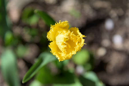 yellow tulip closeup bokeh overhead view