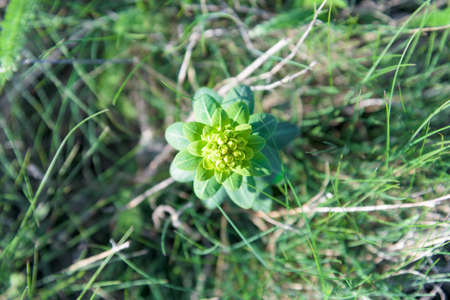 green forest flower overhead closeup