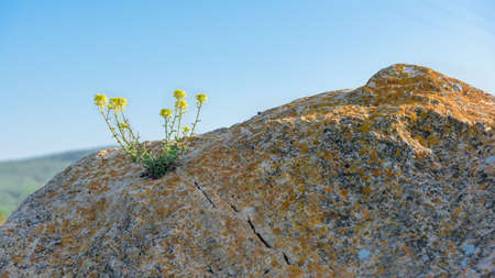 Yellow flower grows on rockの写真素材