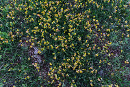 Overhead yellow flowers closeup
