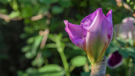 pink gladiolus closeupの写真素材