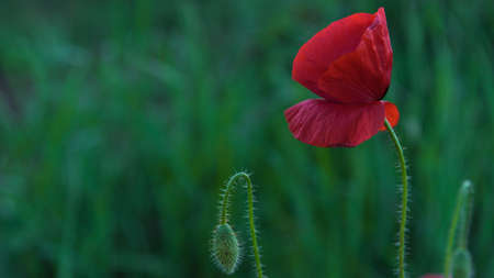 wild poppy red flower closeupの写真素材