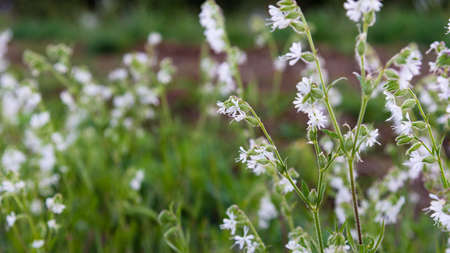 White field flowers closeupの写真素材