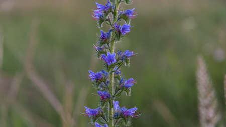 Lavender flower closeup