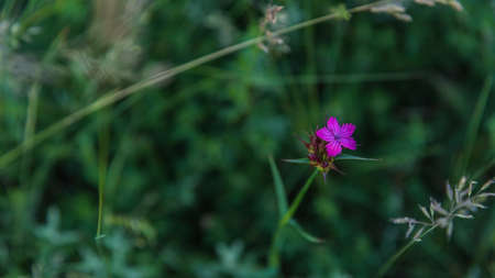 Sweet William or Dianthus barbatus carnation closeupの写真素材