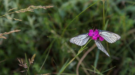 Butterflies on purple carnation closeupの写真素材