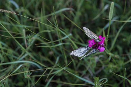 butterflies purple carnation closeup overheadの写真素材