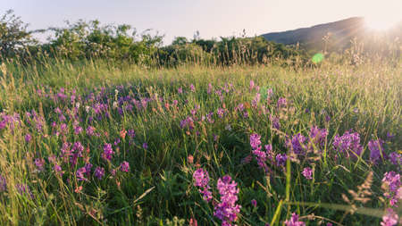 Sunset and violet lavender field flowersの写真素材