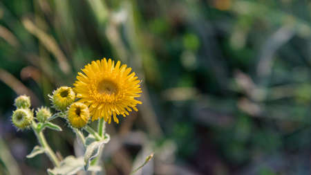 Yellow wildflower close upの写真素材